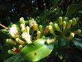 Cloves 